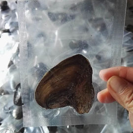 Wholesale Vacuum-packed 7-8mm A grade rice shape freshwater pearl oyster white natural Pearl Oyster
